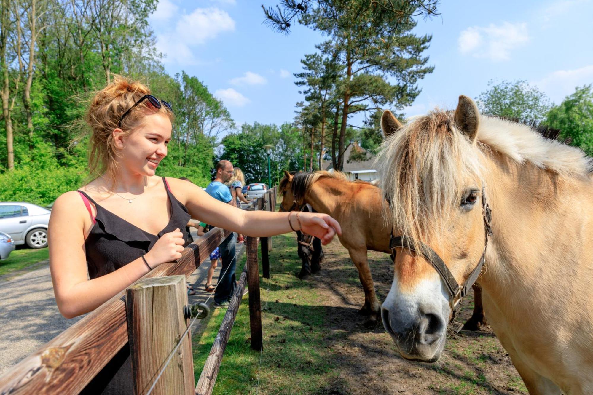 Camping De Reeenwissel Hoogersmilde Екстериор снимка